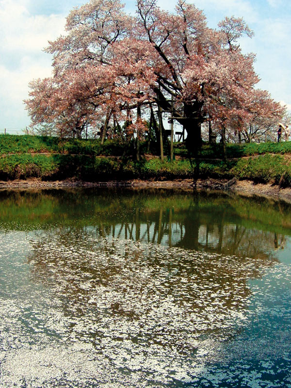 久留米市浅井の一本桜